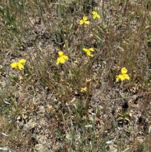 Goodenia pinnatifida at Franklin, ACT - 25 Oct 2023