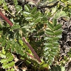 Acaena (genus) (A Sheep's Burr) at Franklin, ACT - 25 Oct 2023 by lbradley