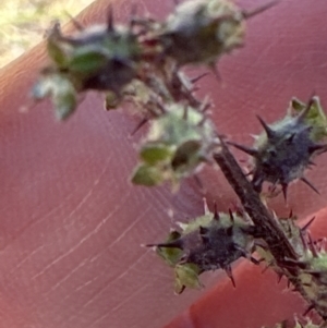 Acaena sp. at Franklin, ACT - 25 Oct 2023