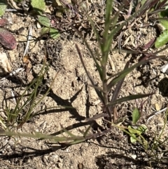 Wahlenbergia capillaris (Tufted Bluebell) at Budjan Galindji (Franklin Grassland) Reserve - 25 Oct 2023 by lbradley