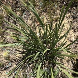 Lomandra multiflora at Franklin, ACT - 25 Oct 2023