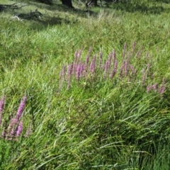 Lythrum salicaria (Purple Loosestrife) at Yaouk, NSW - 22 Jan 2017 by JARS