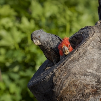 Callocephalon fimbriatum (Gang-gang Cockatoo) at Ainslie, ACT - 24 Oct 2023 by trevsci