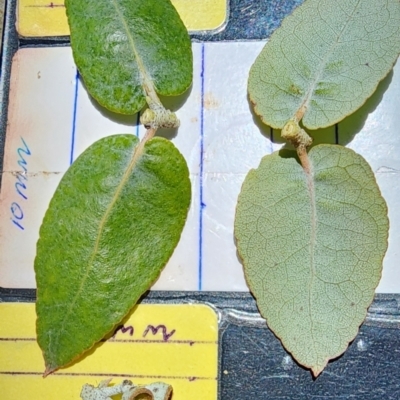 Eucalyptus crenulata (Victorian silver gum, Buxton gum) at Hackett, ACT - 25 Oct 2023 by Steve818