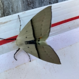 Gastrophora henricaria at Curtin, ACT - 14 Oct 2023