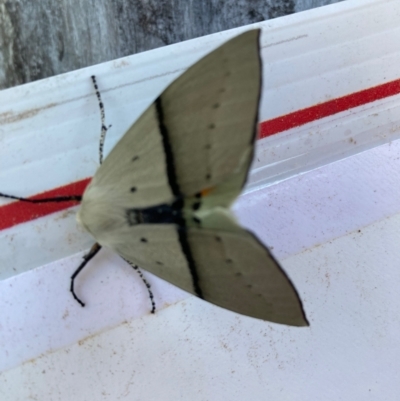 Gastrophora henricaria (Fallen-bark Looper, Beautiful Leaf Moth) at Curtin, ACT - 14 Oct 2023 by iancurtin