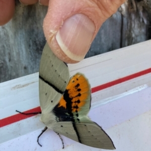 Gastrophora henricaria at Curtin, ACT - 14 Oct 2023