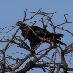 Aquila audax (Wedge-tailed Eagle) at The Brothers, NSW - 7 Mar 2021 by AndyRoo