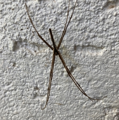 Asianopis subrufa (Rufous net-casting spider) at Curtin, ACT - 11 Mar 2022 by iancurtin