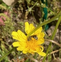 Lasioglossum (Chilalictus) sp. (genus & subgenus) (Halictid bee) at Aranda, ACT - 22 Oct 2023 by NickiTaws