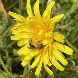 Lasioglossum (Chilalictus) sp. (genus & subgenus) at Aranda, ACT - 23 Oct 2023