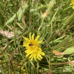 Lasioglossum (Chilalictus) sp. (genus & subgenus) at Aranda, ACT - 23 Oct 2023