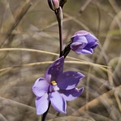 Thelymitra ixioides (Dotted Sun Orchid) at Captains Flat, NSW - 24 Oct 2023 by Csteele4