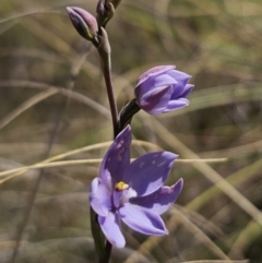 Thelymitra ixioides at QPRC LGA - 24 Oct 2023