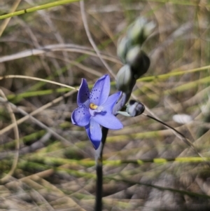 Thelymitra ixioides at Captains Flat, NSW - 24 Oct 2023