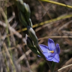 Thelymitra ixioides at Captains Flat, NSW - 24 Oct 2023
