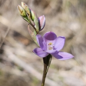 Thelymitra ixioides at QPRC LGA - 24 Oct 2023