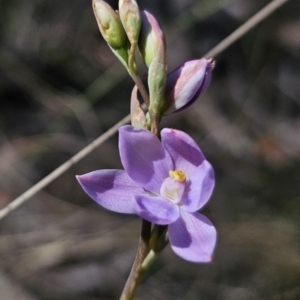 Thelymitra ixioides at QPRC LGA - 24 Oct 2023