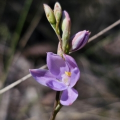 Thelymitra ixioides at QPRC LGA - 24 Oct 2023