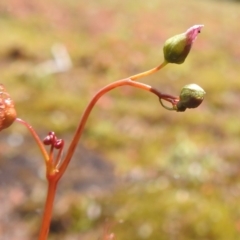 Drosera auriculata (Tall Sundew) at Grassy, TAS - 25 Oct 2023 by HelenCross