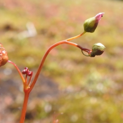 Drosera auriculata (Tall Sundew) at Grassy, TAS - 25 Oct 2023 by HelenCross