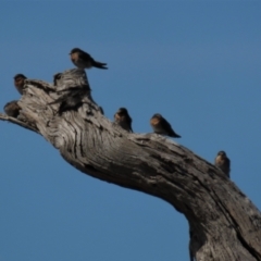 Hirundo neoxena at Bobundara, NSW - 7 Mar 2021