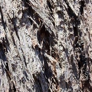 Eucalyptus macrorhyncha subsp. macrorhyncha at Canberra Central, ACT - 25 Oct 2023