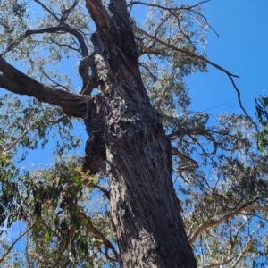 Eucalyptus macrorhyncha subsp. macrorhyncha at Canberra Central, ACT - 25 Oct 2023 01:26 PM