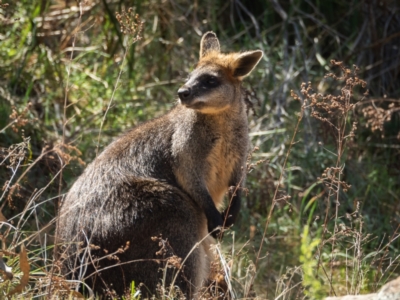 Wallabia bicolor (Swamp Wallaby) at Tuggeranong, ACT - 23 Oct 2023 by JuliaR