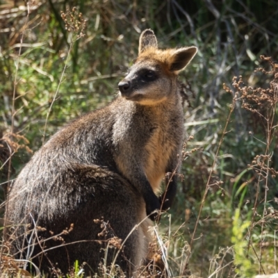 Wallabia bicolor (Swamp Wallaby) at Bullen Range - 22 Oct 2023 by JuliaR