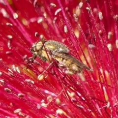 Stomorhina discolor (Snout fly) at Braemar, NSW - 23 Oct 2023 by Curiosity