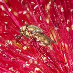 Stomorhina discolor (Snout fly) at Braemar, NSW - 22 Oct 2023 by Curiosity