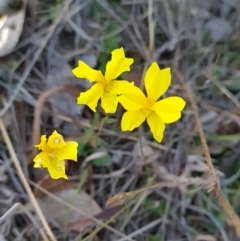 Goodenia pinnatifida (Scrambled Eggs) at Gungahlin, ACT - 24 Oct 2023 by WalkYonder