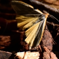 Palaeosia bicosta (Two-ribbed Footman) at Canberra Central, ACT - 25 Oct 2023 by Thurstan