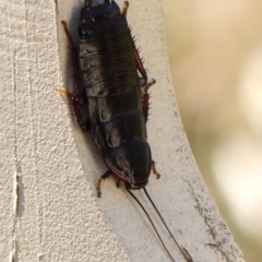 Platyzosteria similis (Red-legged litter runner) at Braemar, NSW - 24 Oct 2023 by Curiosity