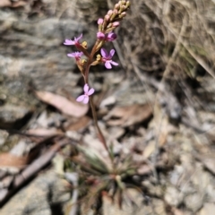 Stylidium graminifolium (grass triggerplant) at Captains Flat, NSW - 25 Oct 2023 by Csteele4