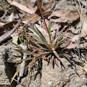 Stylidium graminifolium at Captains Flat, NSW - 25 Oct 2023 01:17 PM