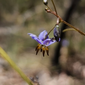 Dianella revoluta var. revoluta at Captains Flat, NSW - 25 Oct 2023