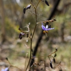 Dianella revoluta var. revoluta at Captains Flat, NSW - 25 Oct 2023