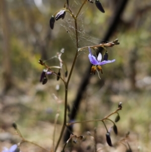 Dianella revoluta var. revoluta at Captains Flat, NSW - 25 Oct 2023