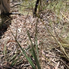 Dianella revoluta var. revoluta at Captains Flat, NSW - 25 Oct 2023