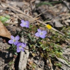 Veronica gracilis (Slender Speedwell) at Captains Flat, NSW - 25 Oct 2023 by Csteele4