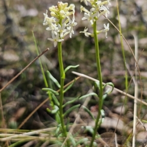 Stackhousia monogyna at Captains Flat, NSW - 25 Oct 2023