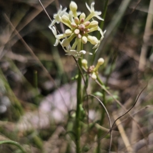 Stackhousia monogyna at Captains Flat, NSW - 25 Oct 2023