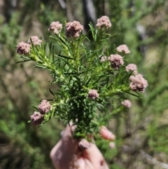 Cassinia aculeata subsp. aculeata (Dolly Bush, Common Cassinia, Dogwood) at Captains Flat, NSW - 25 Oct 2023 by Csteele4