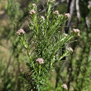 Cassinia aculeata subsp. aculeata at Captains Flat, NSW - 25 Oct 2023