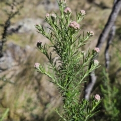 Cassinia aculeata subsp. aculeata at Captains Flat, NSW - 25 Oct 2023