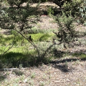 Acanthorhynchus tenuirostris at Acton, ACT - 25 Oct 2023