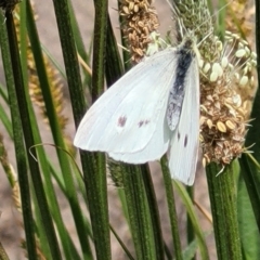 Pieris rapae (Cabbage White) at Lyneham, ACT - 25 Oct 2023 by trevorpreston