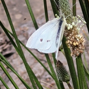 Pieris rapae at Lyneham, ACT - 25 Oct 2023